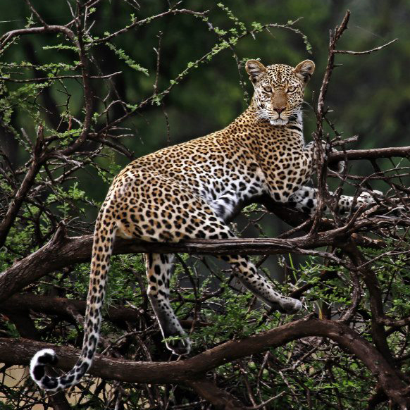 Leopard Tanzania