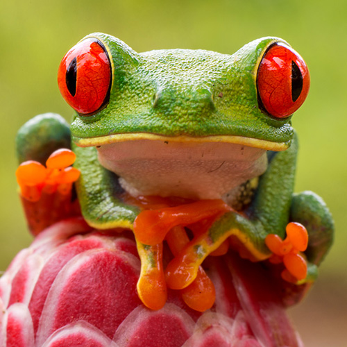 costa rica red eyed frog